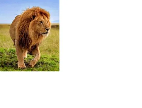 Lion the King Foto stock