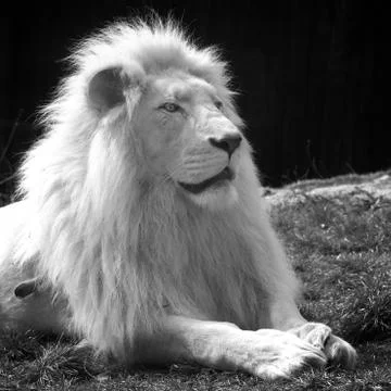 The lion king Stock Photos