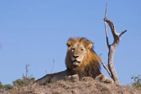 Lion king Stock Photos
