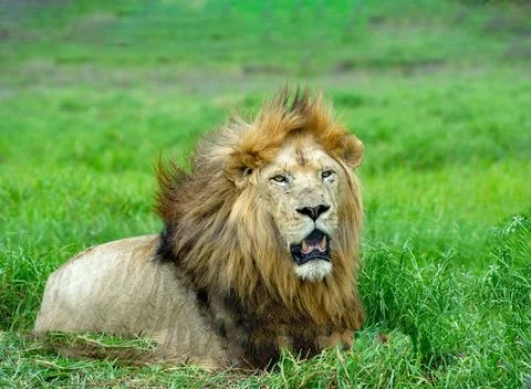 Lion king resting confident in the african savannah Stock Photos