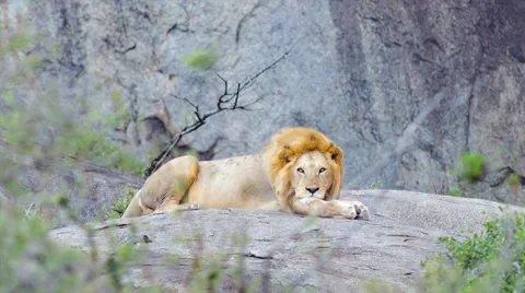 The lion king on a rock Stock Footage 60389339