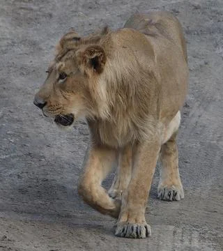 The Lion King walking and watching Stock Photos