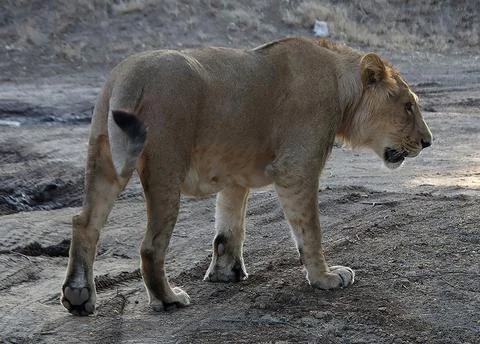 The lion king is walking Stock Photos