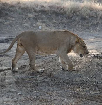 The lion king is walking Stock Photos