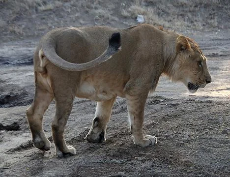 The lion king is walking Stock Photos