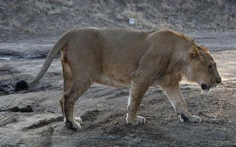 The lion king is walking Stock Photos