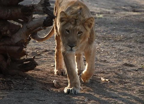The lion king is walking Stock Photos