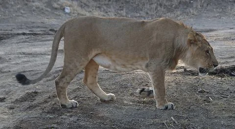 The lion king is walking Stock Photos