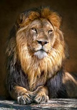 The lion king2 Stock-Fotos