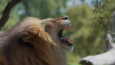 Lion laughing Stock Footage 151784093