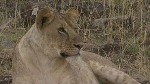Lion laying down, close-up eyes Stock Footage 12648924