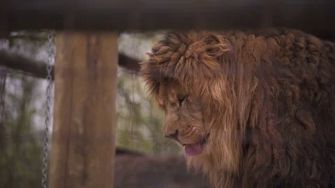 Lion Laying Down Closeup Stock Footage 75818641