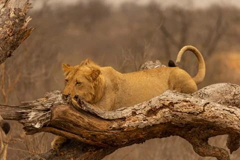 Lion Laying Down on a Fallen Tree in Kruger National Park, South Africa Stock Photos