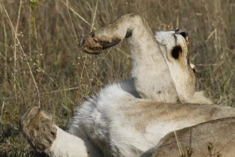 Lion Laying Down 스톡 사진