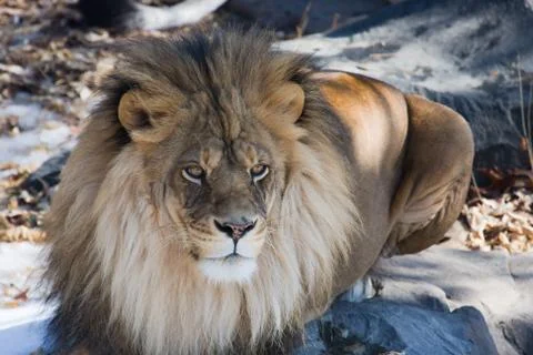 Lion laying down Stock Photos