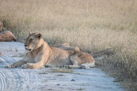 Lion laying down in the sand. Stock Photos