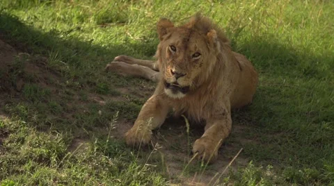 Lion Laying Down in Slow Motion in Maasai Mara, Kenya Stock Footage 40956163