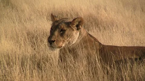 Lion laying in the sun Stock Footage 11978313