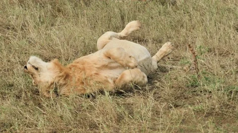Lion lazes around Stock Footage 60389678