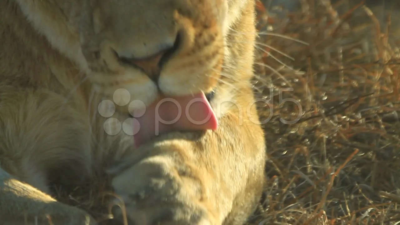 Lion licking its paws in Slow Motion GFHD