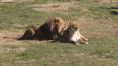 Lion licks the back of a lioness Stock Footage 117790328
