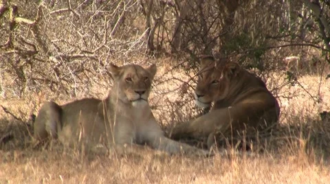 Lion lies down Stock Footage 8627581