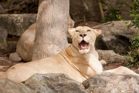 Lion lies down Foto stock