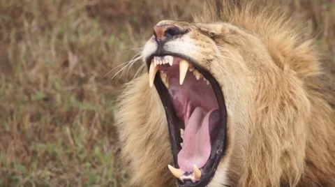The lion lies in the savannah and yawns (close up). Safari in Tanzania Stock Footage