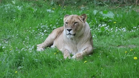 A lion lies on a spring meadow Stock Footage 105847844