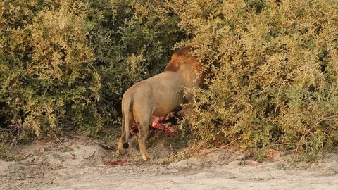 Lion limping away from carcass Stock-Footage 119281187