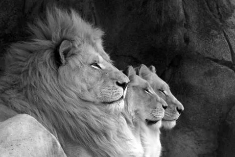 Lion Line Stock Photos