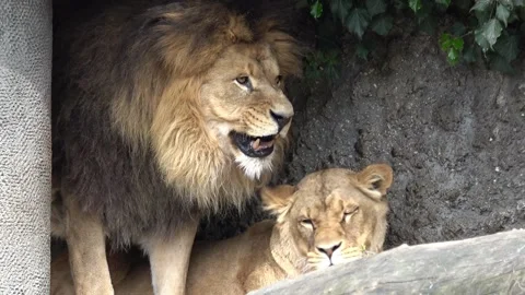 Lion with lioness Stock Footage 90229146