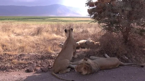 Lion, Lioness gets up and leave the group. She looks for prey. Serengeti, Africa Stock Footage 83251908