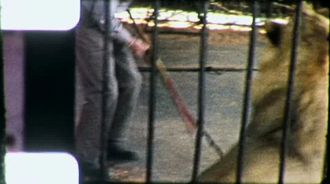 LION Lioness TAMER Tiger Wild Animal Endangered (Vintage Film Home Movie) 5431 Stock Footage 12432353