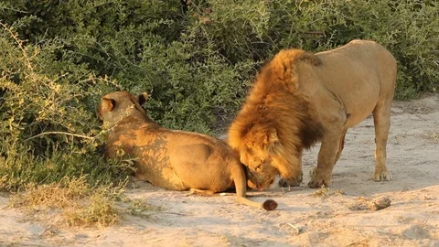 Lion lip curl after testing female 3 Stock-Footage 119281769