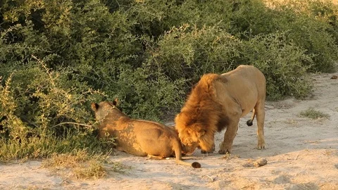 Lion lip curl after testing female 2 스톡 동영상 119281853