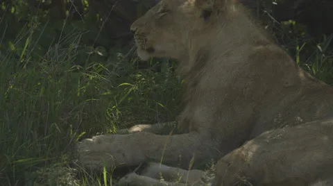 Lion in long grass Stock Footage 26135894