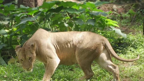The lion looked with a sharp gaze Stock Footage 235917328