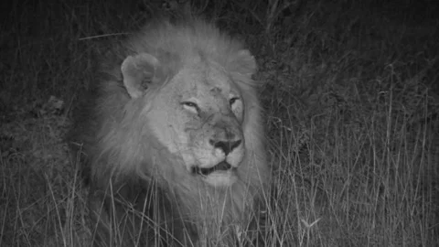 Lion looking around at night Stock Footage 84668275