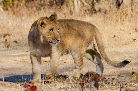 Lion looking backwards Stock Photos
