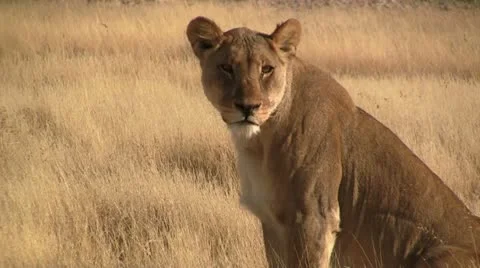 Lion looking at camera Stock Footage 11978280