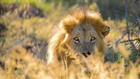 Lion looking into camera Stock Footage 70868890
