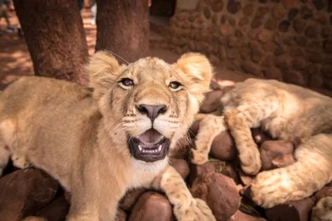 Lion looking into camera Stock Photos