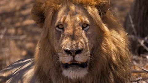 Lion looking into Camera Slow Motion HD Stockbeeldmateriaal 124877597