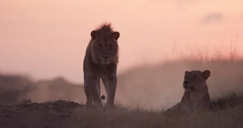 Lion looking directly at the camera while a lioness rests nearby Stock Footage 279036924