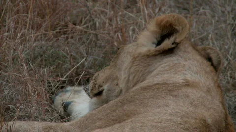 Lion Looking Up 库存影片 529612