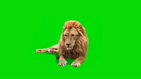 Lion Looking on Green Screen 01 Stock Footage 228781595