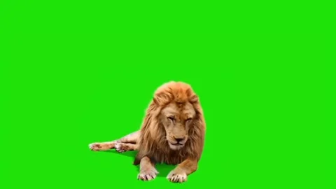 Lion Looking on Green Screen 03 Stock-Footage 228781591