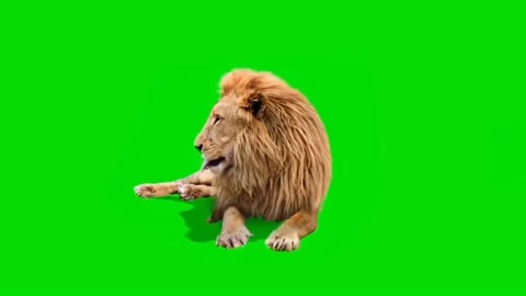 Lion Looking on Green Screen 04 Stock Footage 228781586