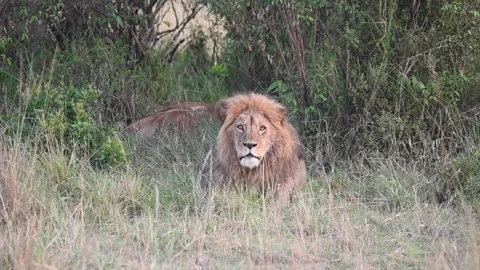 Lion looking right into the camera in Maasai Mara Stock Footage 319069889